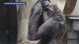 Cleveland Metroparks Zoo welcomes first baby gorilla in zoo's history