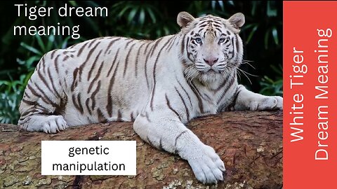 Dream Meaning of a White Tiger