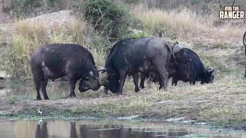 Cape Buffalo Bulls Clash Heads At A Waterhole