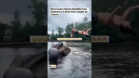 Most Insane Human Backflip From Elephant In A River Ever Caught On Camera #shorts #animals #flips