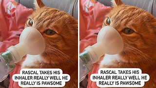 Cat Takes His Inhaler Like A Champ