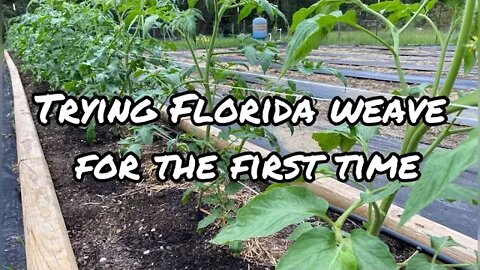 Fall Garden update and trying the Florida weave garden vlog zone 9 gardening