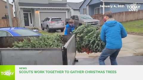 Scouts work together to gather Christmas trees