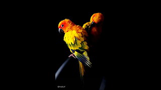 The Sun Conure