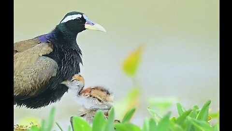 Mother is always great they protect her babies carefully..