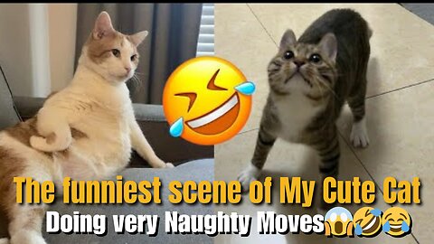 The funniest scenes of cute cat | Must watch the car naughty moves🤣🤣