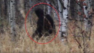 Sasquatch Caught on Michigan Video