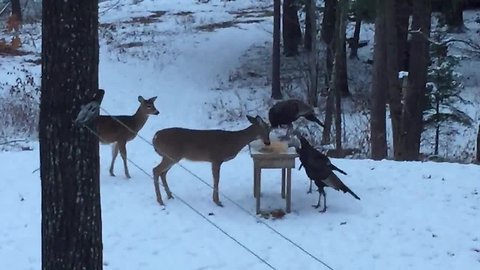 Wild deer and turkeys come together for snack time