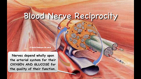Unlocking the Secrets of Blood-Nerve Reciprocity: The Key to Nerve Health
