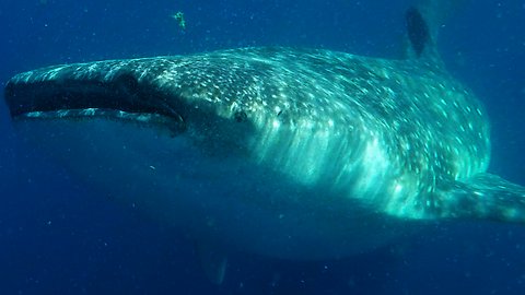 Videographers have face-to-face encounter with ocean's largest shark