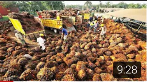 Amazing Oil Palm Fruit Harvesting Machine-Palm Oil Processing in Factory -Palm Oil Production