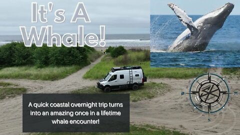 We Found A Whale Exploring The Washington Coast