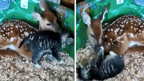 What a wonderful friendship between cats and deer cub