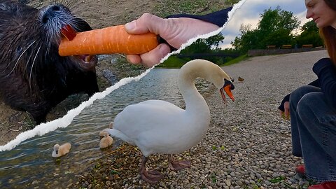 Angry Swan Protects His Cygnets + Coypu Carrot Thief Strikes