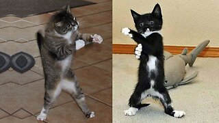 Best funny cats cut cats