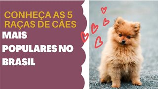Discover the 5 most popular dog breeds in Brazil