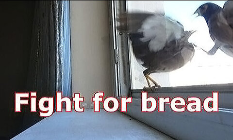 birds fight for a piece of bread
