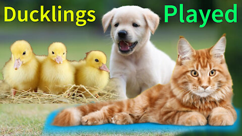Cute puppies & Ducklings Played.