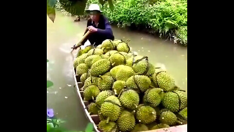 Very heavy Durian harvest in Borneo
