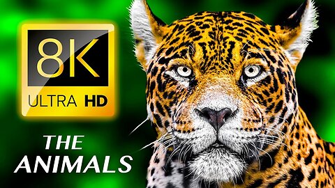 THE ANIMALS 8K ULTRA HD