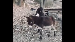 Smart donkey 😂😂