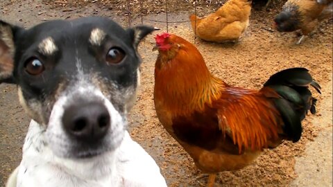 chicken VS dogs fight