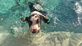 Great Dane Puppy Enjoys His First Swim In The Pool