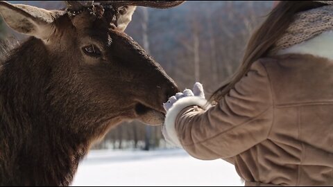 Amazing Video Footage of People Feeding a Deer With Their Hands