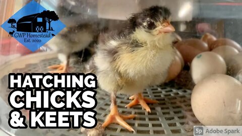 The kids loved it! | Hatching Chicks & Keets