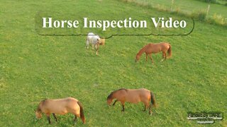 Horse Management Video