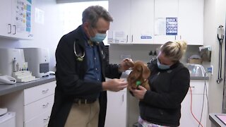 Veterinarians warning lepto outbreak among dogs in Western New York