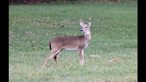 Texas Night Hogs & Deer Weekly, 11/18/23