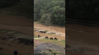 Horses graze during flood