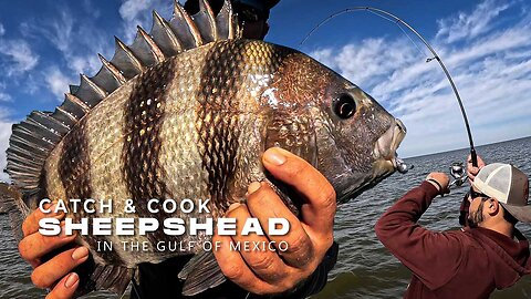 Fishing with Live Crabs For Sheepshead - Catch and Cook 