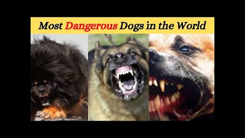Top 15 Most Dangerous Dog Breeds in the World -top 10 dangerous dogs