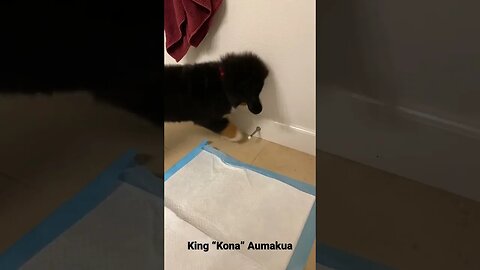 Bernese Mountain Dog - Kona Dueling the Doorstop