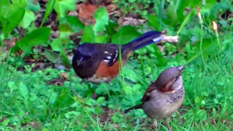 IECV NV #469 - 👀 House Sparrows 🐤🐤Junco's 🐤🐤And Eastern Towhee🐦10-6-2017