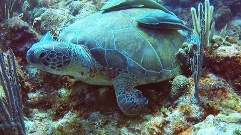 Three Legged Sea Turtle Thrives Despite Amputated Flipper