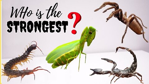 Who is The Strongest Predator? WWE Superstar Insect Version