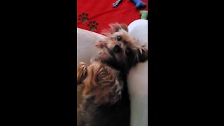 Yorkie Puppy Constantly Demands More Attention From Owner