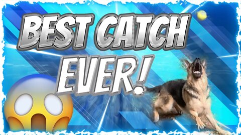 German Shepherd INSANELY GOOD AT CATCHING!! #shorts #germanshepherd #gsd