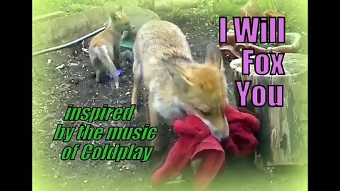 🦊I Will Fox You - a vixen and her three beautiful baby fox cubs