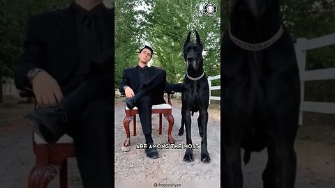 Great Dane 🐶 The Truth Behind Their Massive Size!