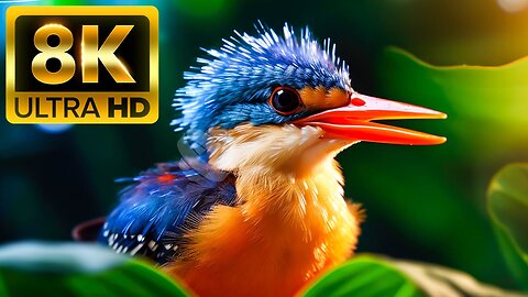 BREATHTAKING NATURE - 8K (60FPS) ULTRA HD - With Nature Sounds (Colorfully Dynamic)