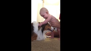 A Baby Is Introduced To A Dog. What Happens Next Will Brighten Your Day!