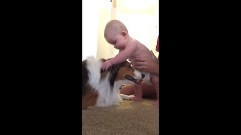 A Baby Is Introduced To A Dog. What Happens Next Will Brighten Your Day!
