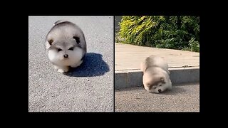 Baby Alaskan Malamute Cutest and Funniest Moments New Compilation 😍- Try Not To Laugh.