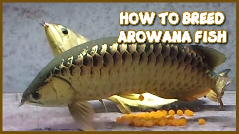 How to Breed Arowana at Home Aquarium | Step by Step Guide