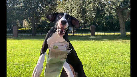 Funny Great Dane's Catching Is Better Than Her Fetching Of The Newspaper