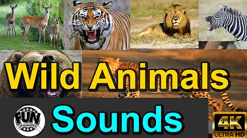 wild animals & sounds